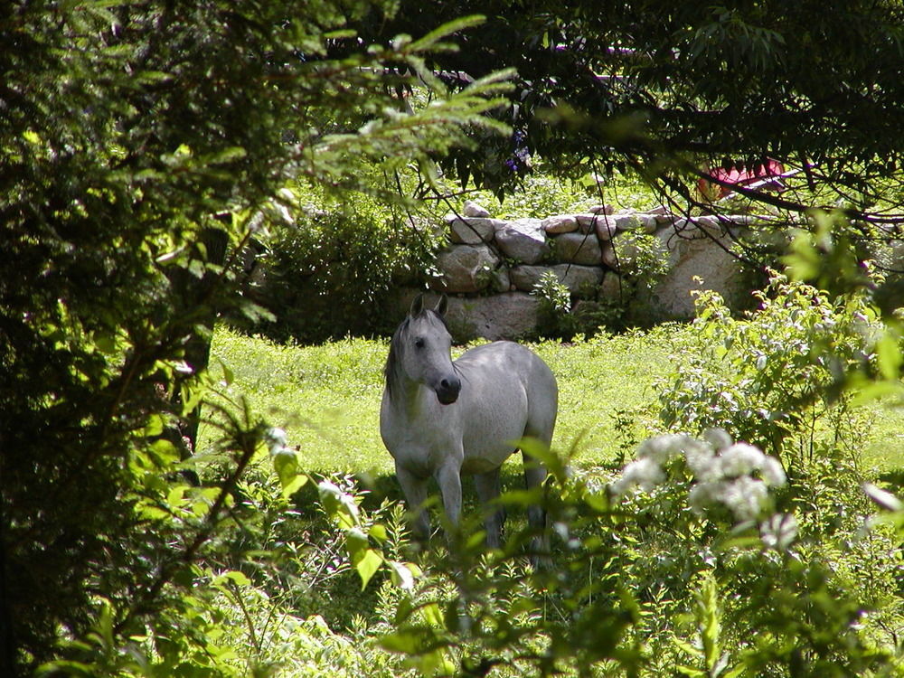 Arabian Horse Inn Sudbury Eksteriør bilde